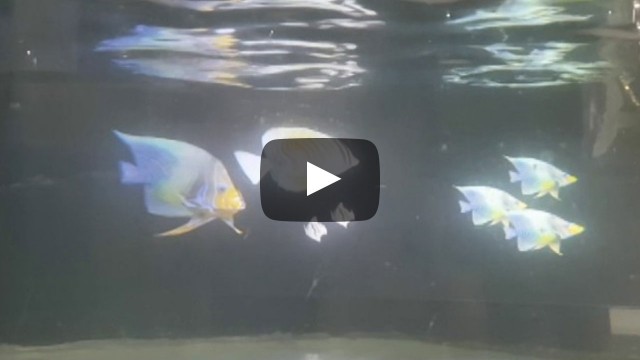 물고기 로봇과 3D 홀로그램을 이용한 수중무대 연출