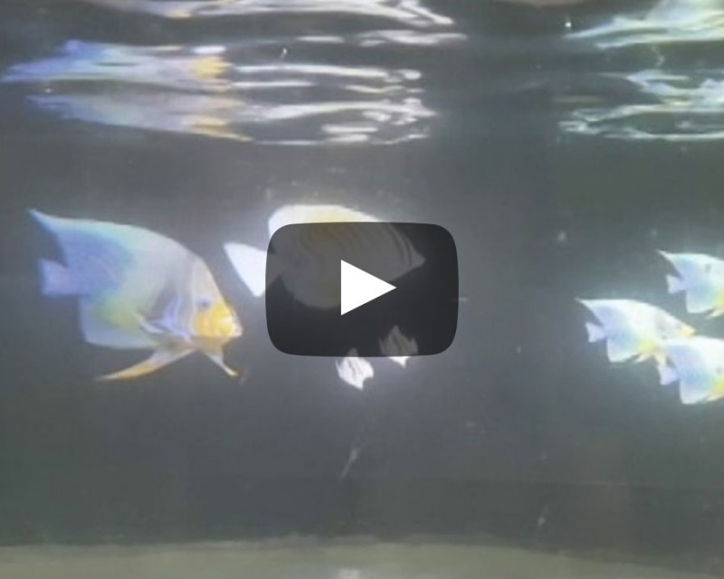 물고기 로봇과 3D 홀로그램을 이용한 수중무대 연출