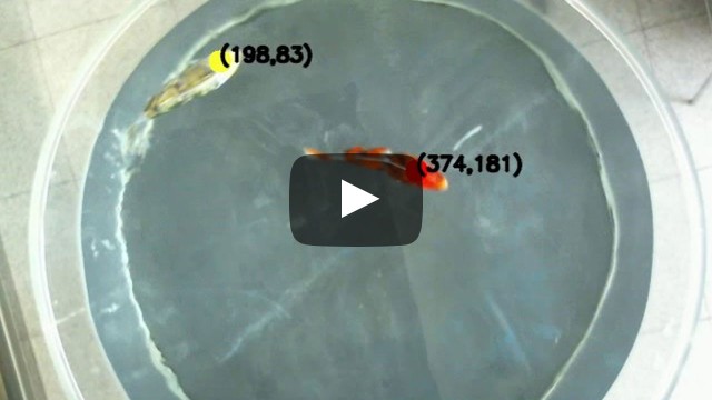 영상인식기법을 활용한 물고기 로봇 상호간 위치보상제어의 군집유영 구현